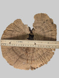 A large, irregularly shaped sponge mushroom cap with prominent growth rings and a dark central cavity, shown with a wooden ruler measuring its width against a plain light gray background.