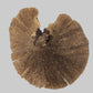 A large, irregularly shaped brown shelf mushroom with a textured, fibrous cap, photographed against a plain light gray background.