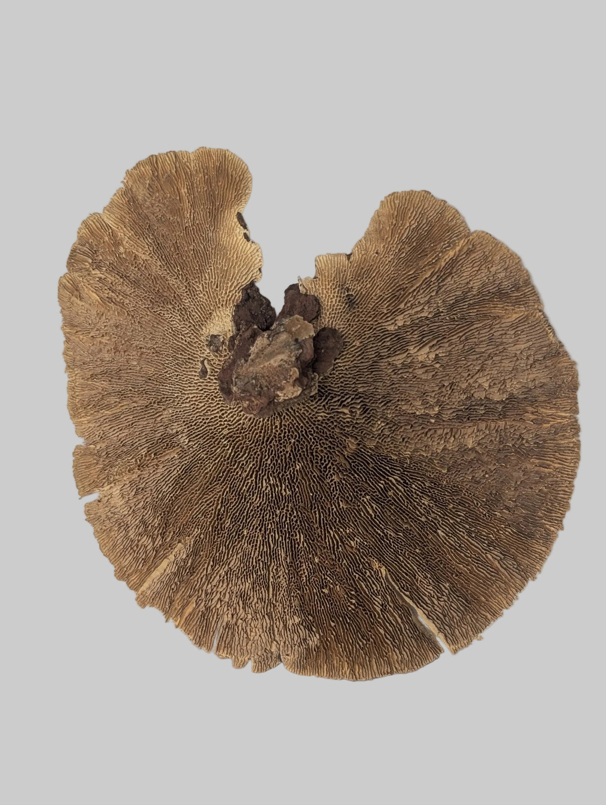 A large, irregularly shaped brown shelf mushroom with a textured, fibrous cap, photographed against a plain light gray background.