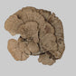 A natural dried mushroom fruiting body, likely a chanterelle or similar species, displayed on a neutral gray surface against a light gray background.
