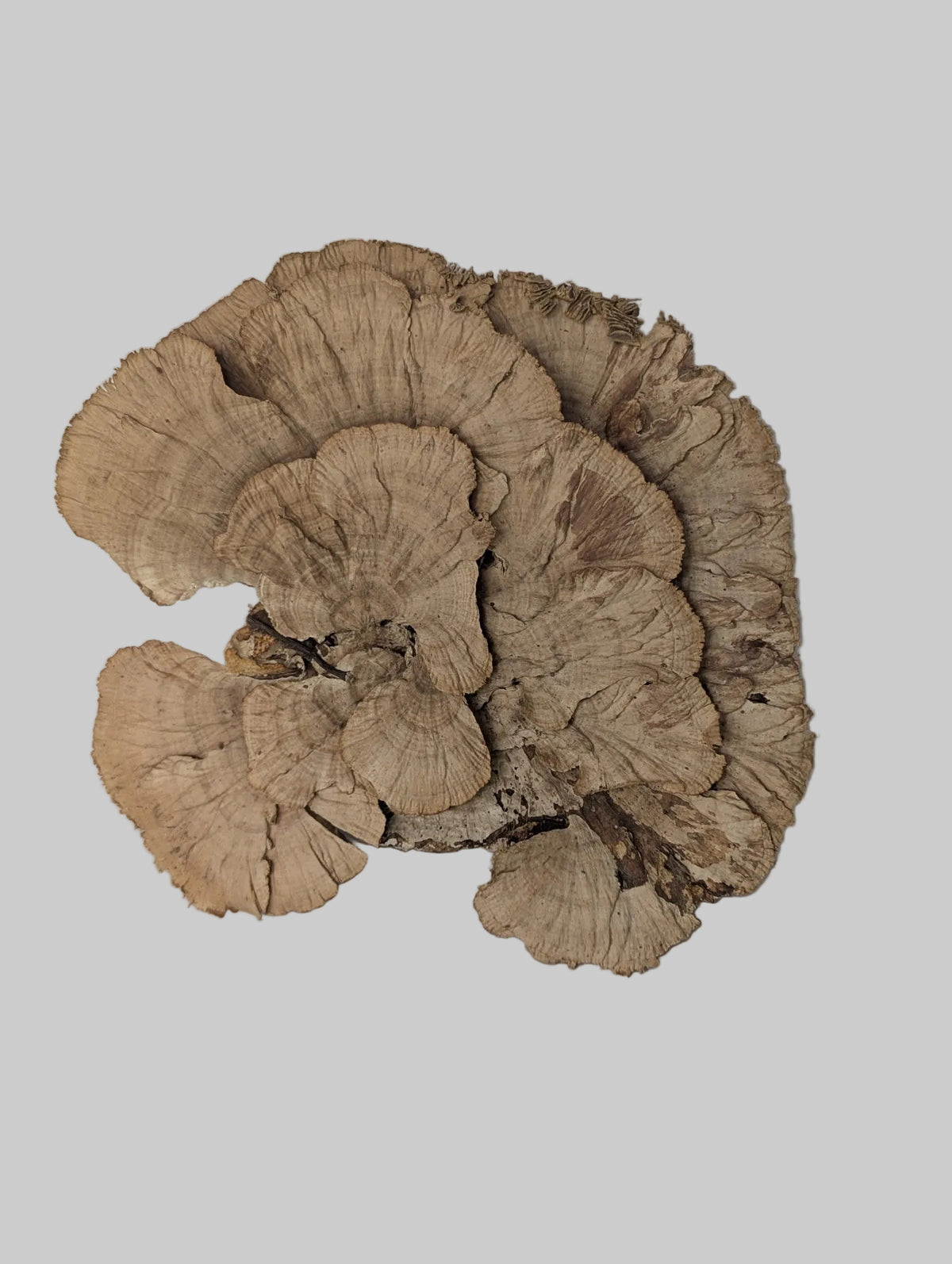 A natural dried mushroom fruiting body, likely a chanterelle or similar species, displayed on a neutral gray surface against a light gray background.