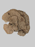 A natural dried mushroom fruiting body, likely a chanterelle or similar species, displayed on a neutral gray surface against a light gray background.