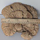 The Extra-Large Dried Sponge Mushroom Caps WYSIWYG 2 by I Heart Bugs features overlapping, fan-shaped tan layers about 7 inches wide—perfect for terrarium decor or bioactive setups.