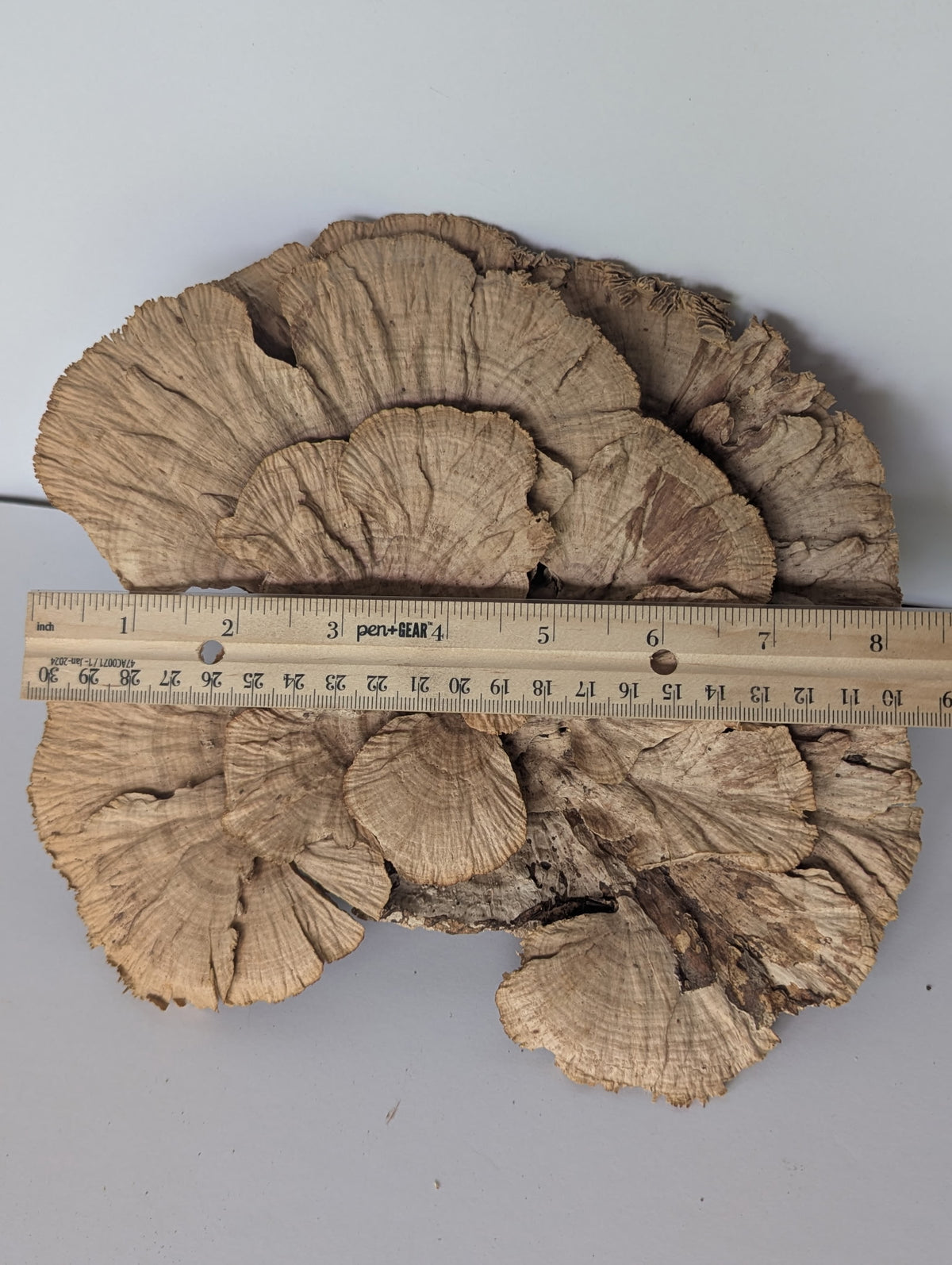 The Extra-Large Dried Sponge Mushroom Caps WYSIWYG 2 by I Heart Bugs features overlapping, fan-shaped tan layers about 7 inches wide—perfect for terrarium decor or bioactive setups.