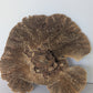 Extra-Large Dried Sponge Mushroom Caps WYSIWYG 2 by I Heart Bugs features a large, brown, fan-shaped cap with maze-like gills and contrasting light edges—perfect for terrarium decor. Displayed on a plain light gray background.