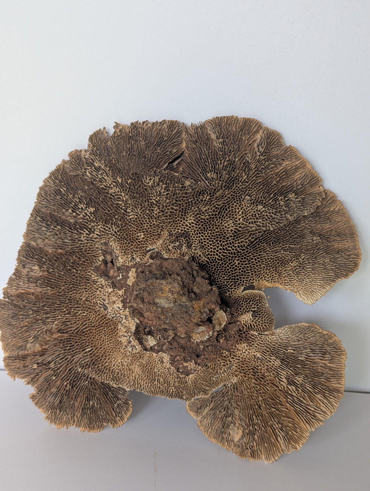 Extra-Large Dried Sponge Mushroom Caps WYSIWYG 2 by I Heart Bugs features a large, brown, fan-shaped cap with maze-like gills and contrasting light edges—perfect for terrarium decor. Displayed on a plain light gray background.