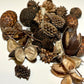 Mini/Nano Seed Pod Variety Pack - 35 Pieces