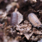 close up of cubaris murina roly poly isopods on soil and moss.