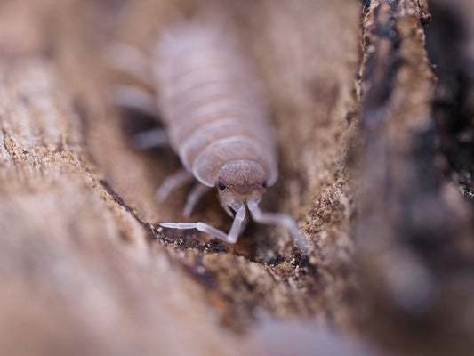 close up of a powder blue isopod on wood