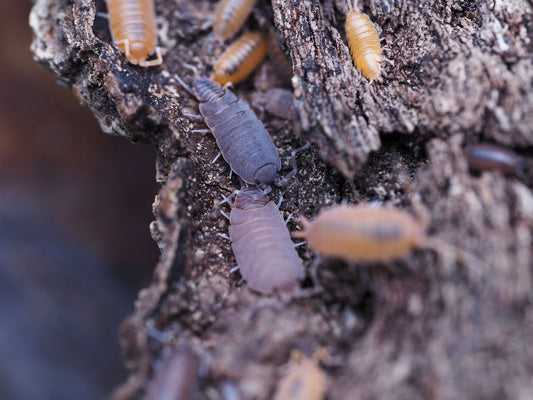 close us of orange and blue isopods on wood