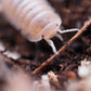 close up of a cubaris papaya isopod on soil