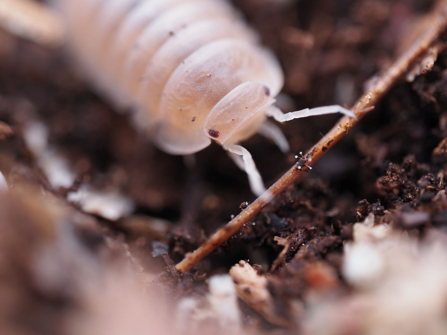 close up of a cubaris papaya isopod on soil