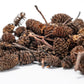Alder Cones - IHEARTBUGS, INC.