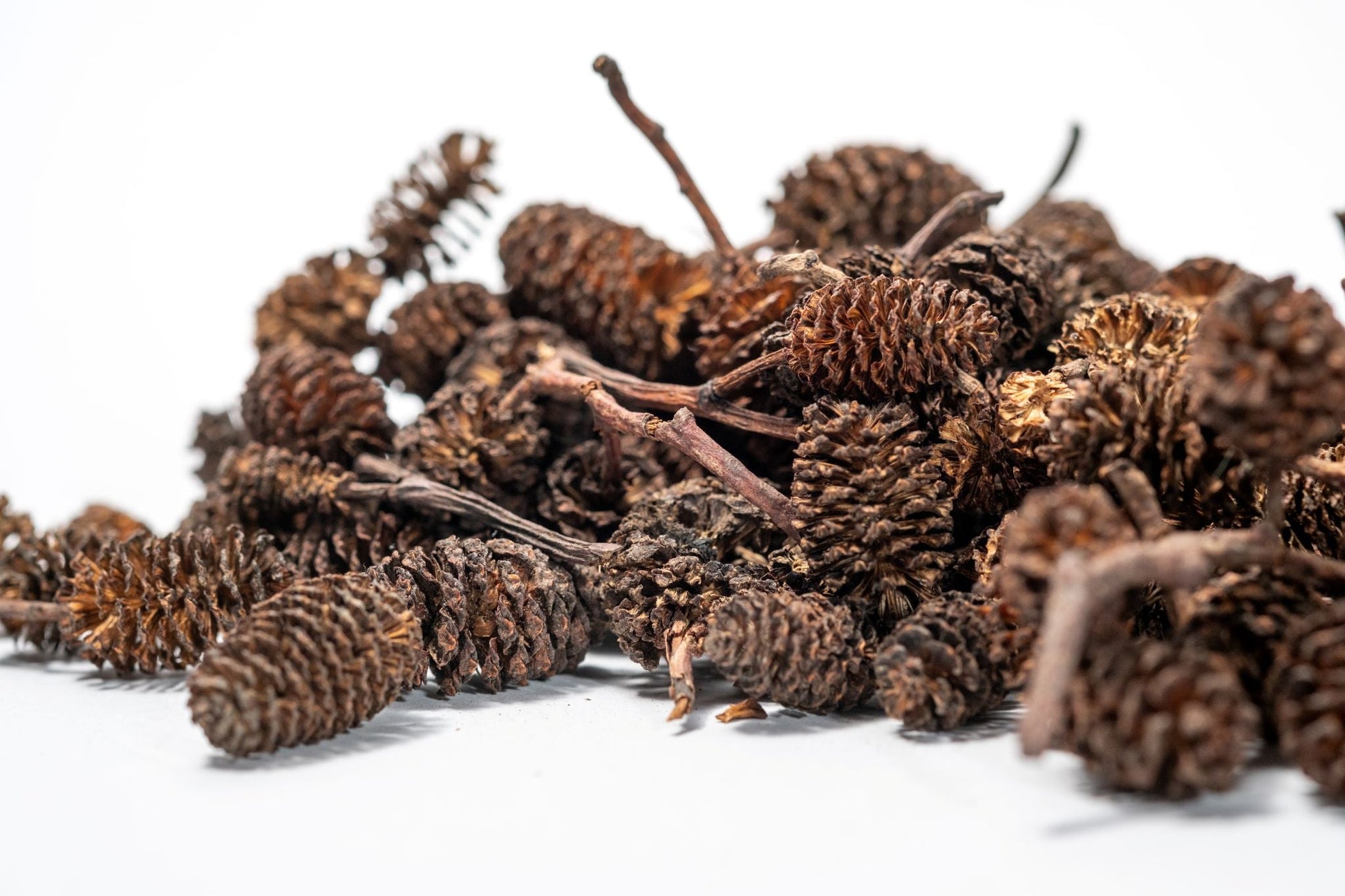 Alder Cones - IHEARTBUGS, INC.