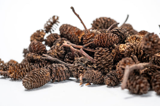 Alder Cones - IHEARTBUGS, INC.