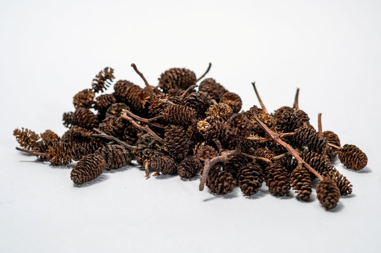 Alder Cones - IHEARTBUGS, INC.