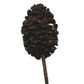 A single, dark brown Alder Cone from I Heart Bugs, with a textured surface and layered scales on a short stem, is showcased against a plain white background—ideal for bioactive terrariums.