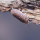 Anemone Isopods (Cubaris murina) - IHEARTBUGS, INC.