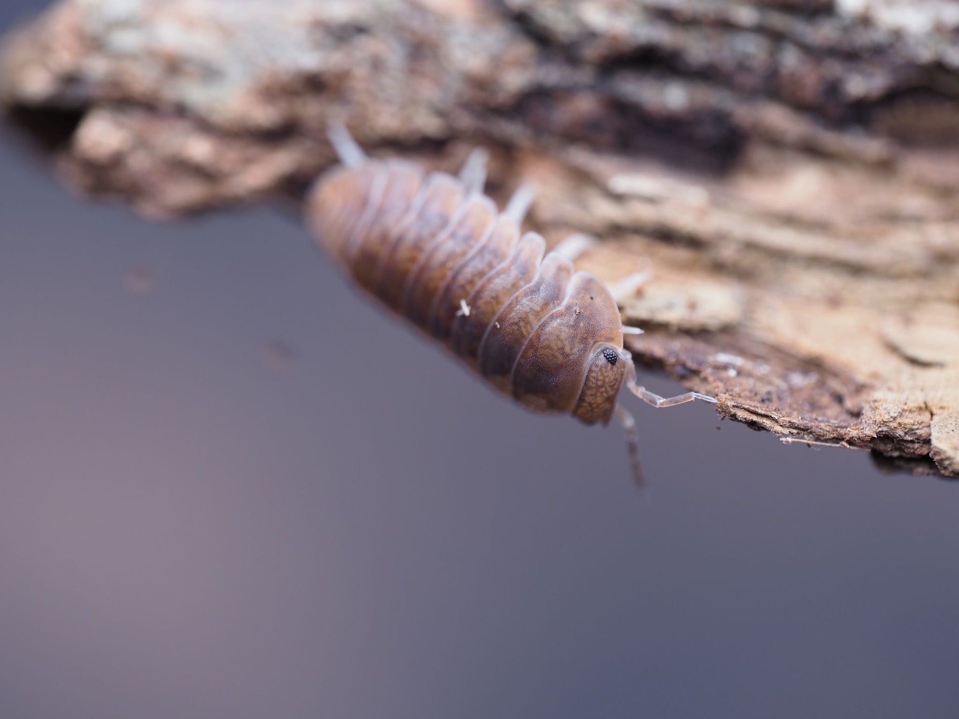 Anemone Isopods (Cubaris murina) - IHEARTBUGS, INC.