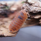 Anemone Isopods (Cubaris murina) - IHEARTBUGS, INC.