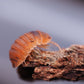 Anemone Isopods (Cubaris murina) - IHEARTBUGS, INC.