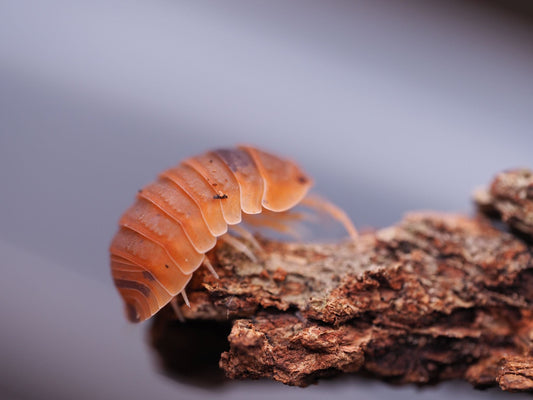 Anemone Isopods (Cubaris murina) - IHEARTBUGS, INC.
