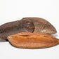 Antiquorum Triangle Seed Pods - 3 Count - IHEARTBUGS, INC.