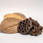 Aquarium Botanical Tannin Pack - Catappa Leaves, Casuarina Cones, Lotus Seed Pod - IHEARTBUGS, INC.