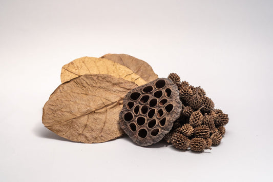 Aquarium Botanical Tannin Pack - Catappa Leaves, Casuarina Cones, Lotus Seed Pod - IHEARTBUGS, INC.