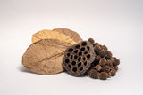 Aquarium Botanical Tannin Pack - Catappa Leaves, Casuarina Cones, Lotus Seed Pod - IHEARTBUGS, INC.
