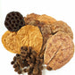 Aquarium Botanical Tannin Pack - Catappa Leaves, Casuarina Cones, Lotus Seed Pod - IHEARTBUGS, INC.