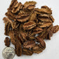 I Heart Bugs Arjuna Seed Pods (20 pods) are slightly larger than a U.S. dime and feature jagged edges, perfect for aquarium tannins or bioactive terrariums.