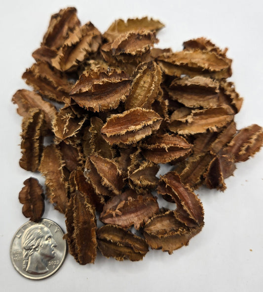 I Heart Bugs Arjuna Seed Pods (20 pods) are slightly larger than a U.S. dime and feature jagged edges, perfect for aquarium tannins or bioactive terrariums.
