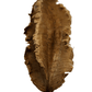 Centered on a white background, an Arjuna Seed Pod from I Heart Bugs displays jagged edges and feathered details. Its dried, curled form is perfect for bioactive terrariums. Sold as a pack of 20 pods.