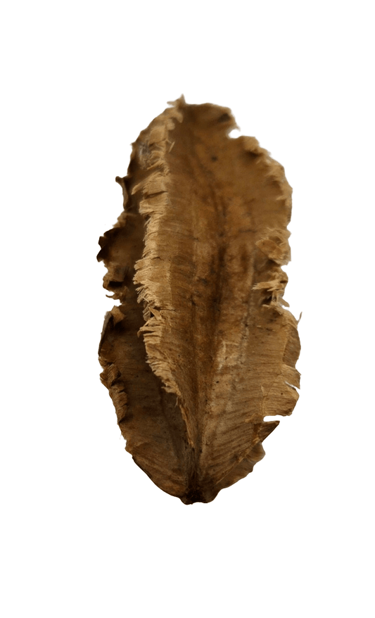 Centered on a white background, an Arjuna Seed Pod from I Heart Bugs displays jagged edges and feathered details. Its dried, curled form is perfect for bioactive terrariums. Sold as a pack of 20 pods.