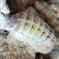 Armadillidium vulgare "St. Lucia" - IHEARTBUGS, INC.