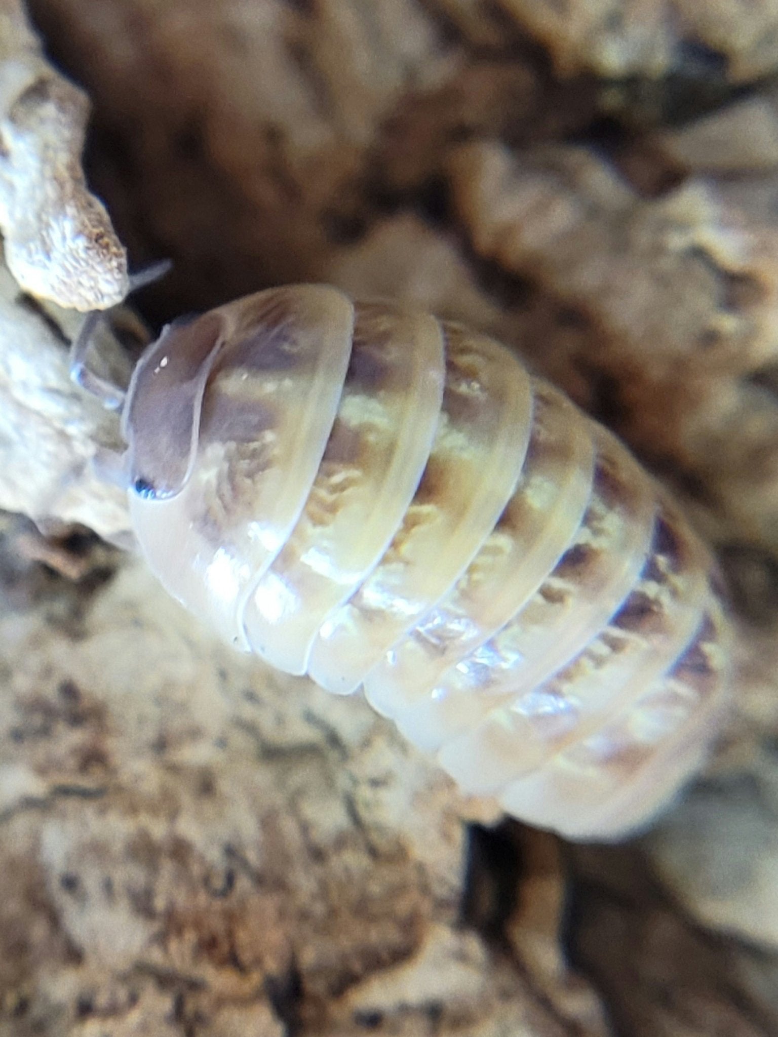 A close-up photo of a St. Lucia Isopod (Armadillidium vulgare) by I Heart Bugs highlights its shiny, segmented exoskeleton with brown and yellowish bands as it crawls on rough tan bark, its antennae clearly visible.