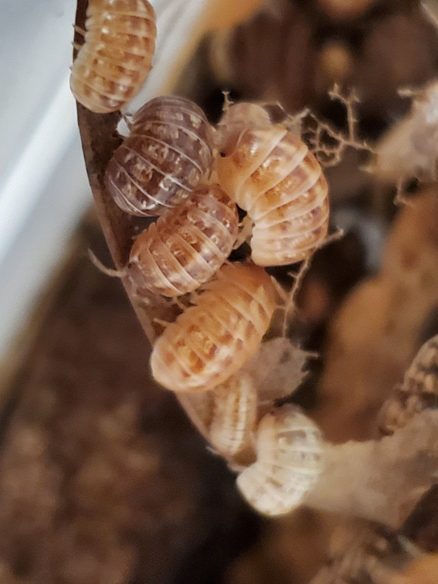 Close-up of St. Lucia Isopods (Armadillidium vulgare) by I Heart Bugs clustered on a branch, their ridged exoskeletons and unique textures highlighted against a blurred background.