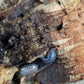 Armadillidium vulgare "St. Lucia" - IHEARTBUGS, INC.