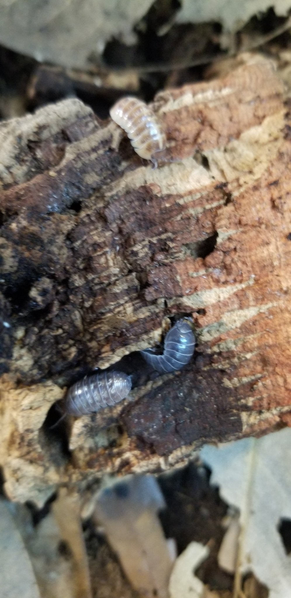 Close-up of three St. Lucia Isopods (Armadillidium vulgare) from I Heart Bugs exploring cracked, decaying wood among dried leaves—a natural, earthy forest floor perfect for your terrarium cleanup crew.