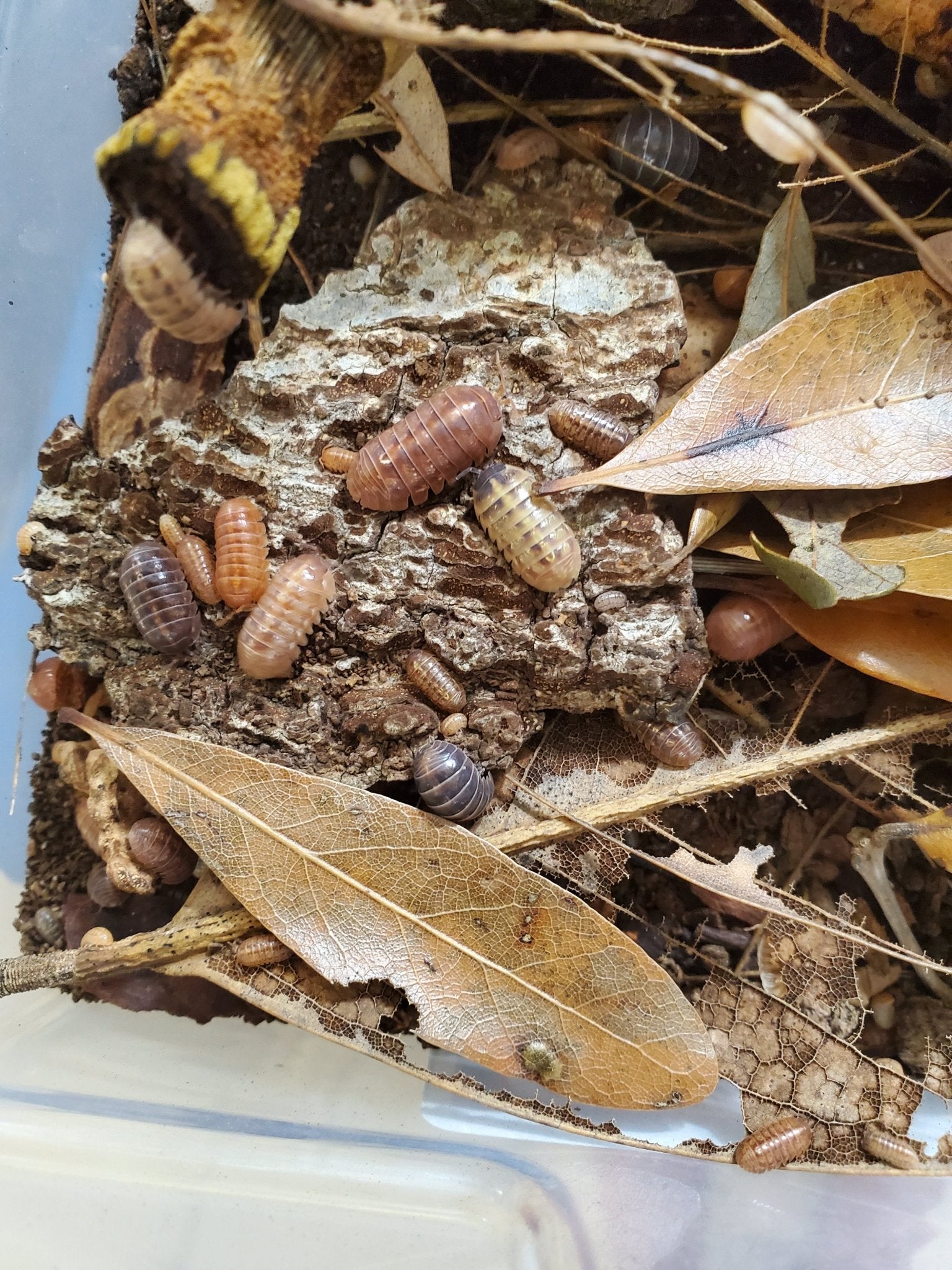 St. Lucia Isopods (Armadillidium vulgare) from I Heart Bugs crawl on bark among dry leaves and twigs in a plastic container, creating a naturalistic terrarium isopod habitat.
