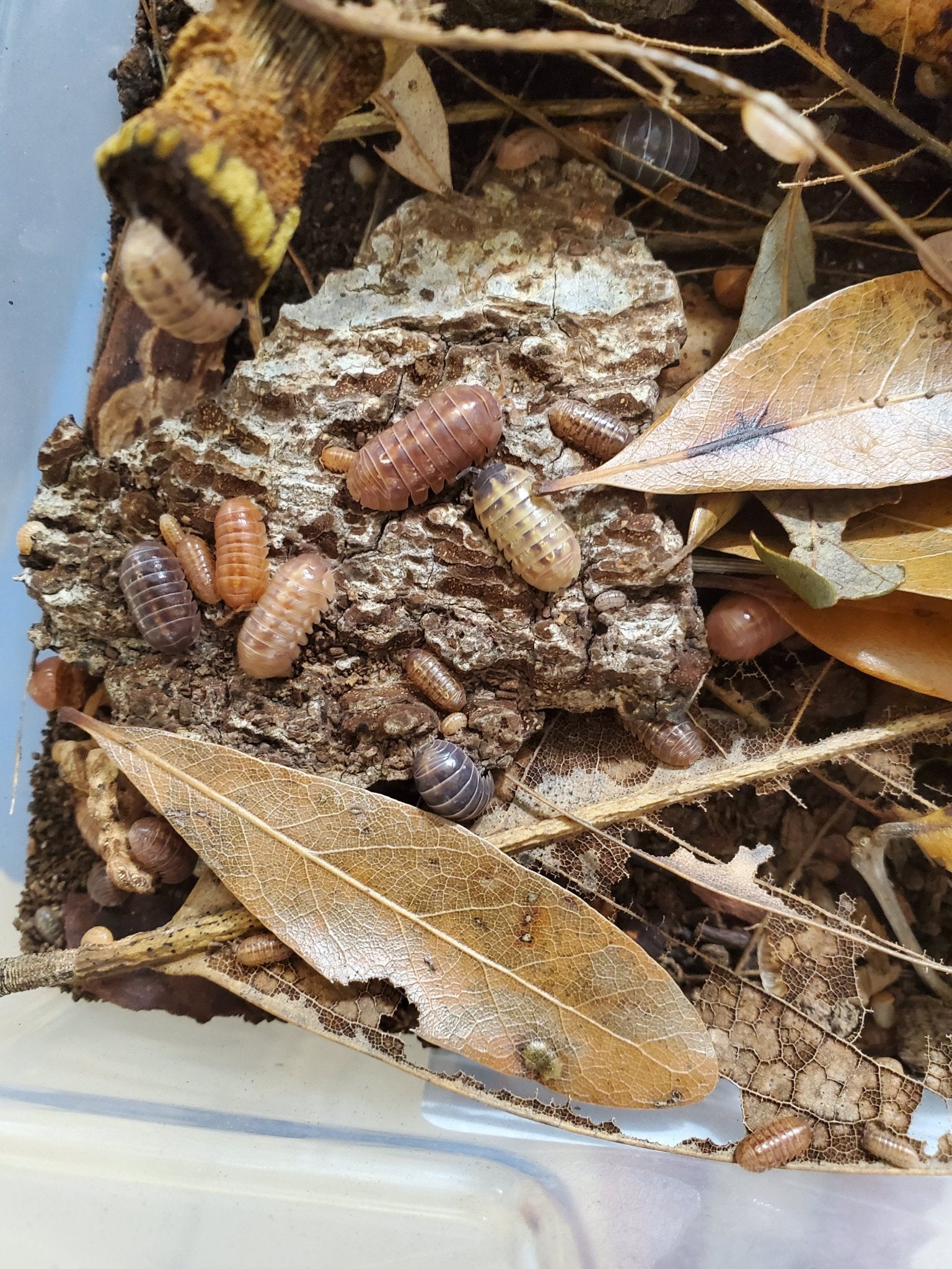 Armadillidium vulgare "St. Lucia" - IHEARTBUGS, INC.