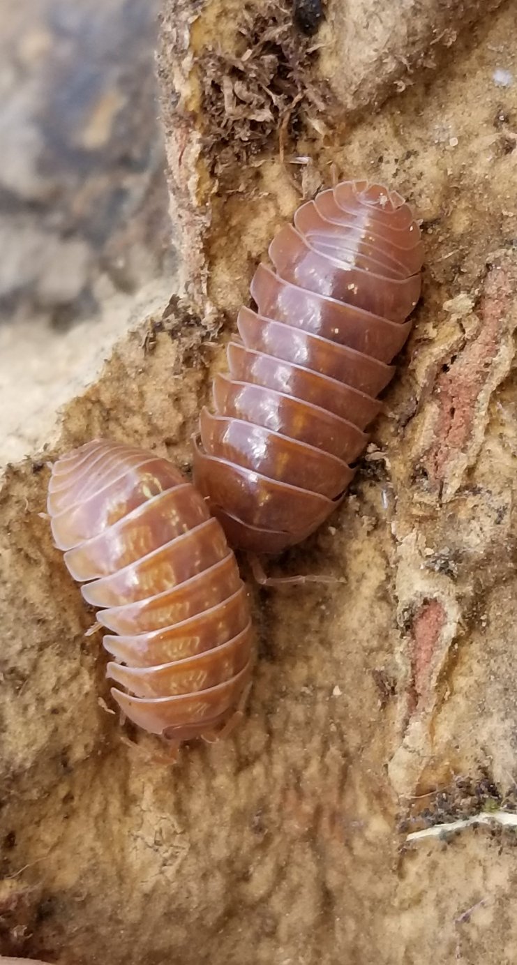 Armadillidium vulgare "Sunset" - IHEARTBUGS, INC.