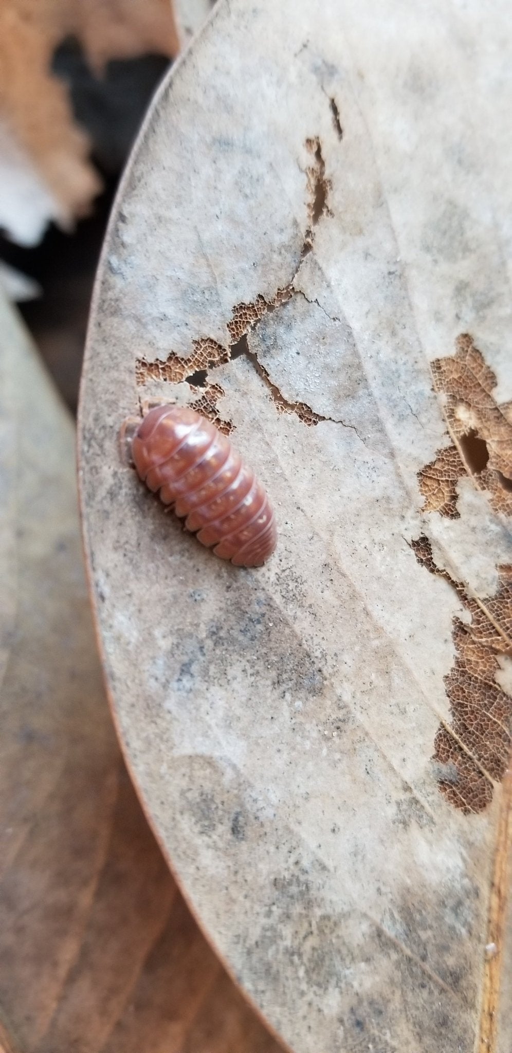 Armadillidium vulgare "Sunset" - IHEARTBUGS, INC.