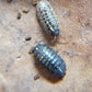 Armadillidium Vulgare "Wild Type" - IHEARTBUGS, INC.