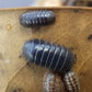 Armadillidium Vulgare "Wild Type" - IHEARTBUGS, INC.