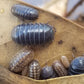 Armadillidium Vulgare "Wild Type" - IHEARTBUGS, INC.