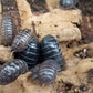 Armadillidium Vulgare "Wild Type" - IHEARTBUGS, INC.