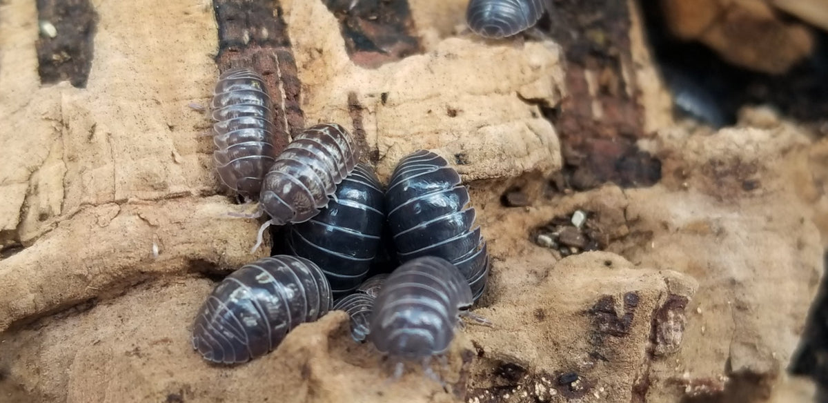 50+ Live Pill Bugs (Roly Poly) - Armadillidium Vulgare - Terrarium Cleanup Crew Isopods