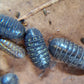 Armadillidium Vulgare "Wild Type" - IHEARTBUGS, INC.